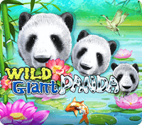 Wild Giant Panda